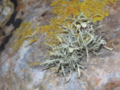 Ramalina siliquosa