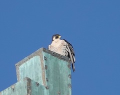 Falco peregrinus