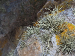 Ramalina siliquosa