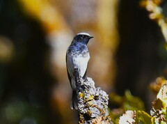 Phoenicurus coeruleocephala