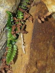 Asplenium marinum