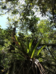 Vriesea philippocoburgi