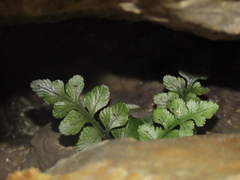 Asplenium marinum