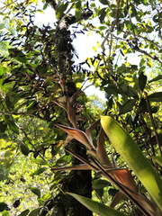 Vriesea philippocoburgi