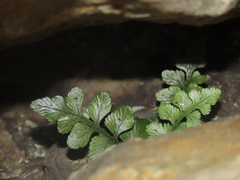 Asplenium marinum