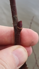 Platanus × hispanica