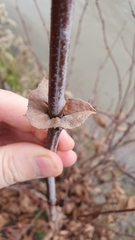 Platanus × hispanica