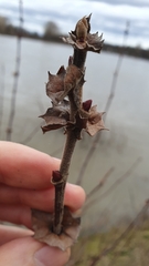 Platanus × hispanica