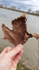 Platanus × hispanica