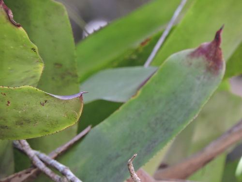 Image of Aechmea caudata by (c) Fabrício Mil Homens Riella, some rights reserved (CC BY)