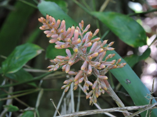 Image of Aechmea caudata by (c) Fabrício Mil Homens Riella, some rights reserved (CC BY)