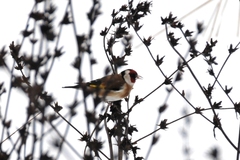 Carduelis carduelis