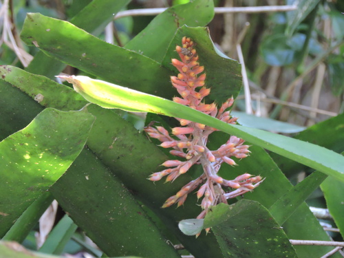 Image of Aechmea caudata by (c) Fabrício Mil Homens Riella, some rights reserved (CC BY)