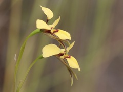 Diuris heberlei