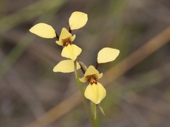 Diuris heberlei