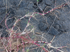 Stenotaphrum secundatum