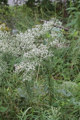 Eupatorium hyssopifolium