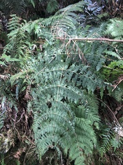 Dryopteris paleolata