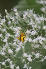 Eupatorium hyssopifolium
