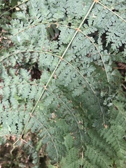 Dryopteris paleolata