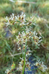 Juncus subnodulosus