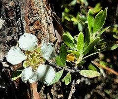 Leptospermum trinervium