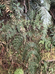 Dryopteris paleolata