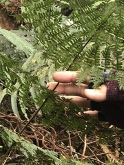 Dryopteris paleolata