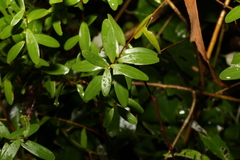 Leptospermum luehmannii