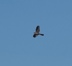 Accipiter cooperii