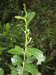 Rhipicephalus maculatus