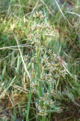 Juncus subnodulosus