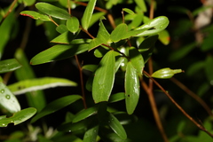 Leptospermum luehmannii