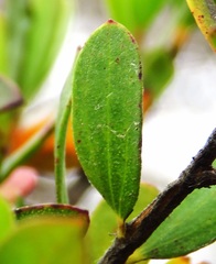 Leptospermum trinervium