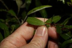 Leptospermum luehmannii