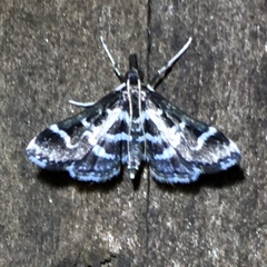Diasemiodes janassialis