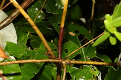 Leptospermum luehmannii