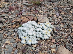 Galeomma oculus-cati