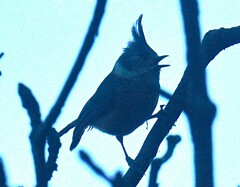 Lophophanes dichrous