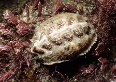 Acanthochitona fascicularis