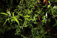 Leptospermum luehmannii