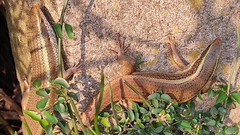 Eutropis carinata
