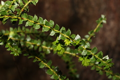 Acacia hubbardiana