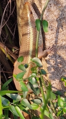 Eutropis carinata