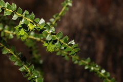 Acacia hubbardiana