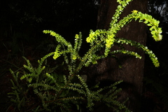 Acacia hubbardiana