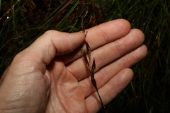 Schoenus brevifolius