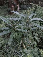 Litsea acuminata