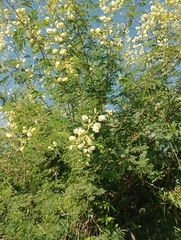 Senegalia bonariensis