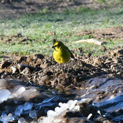 Gubernatrix cristata